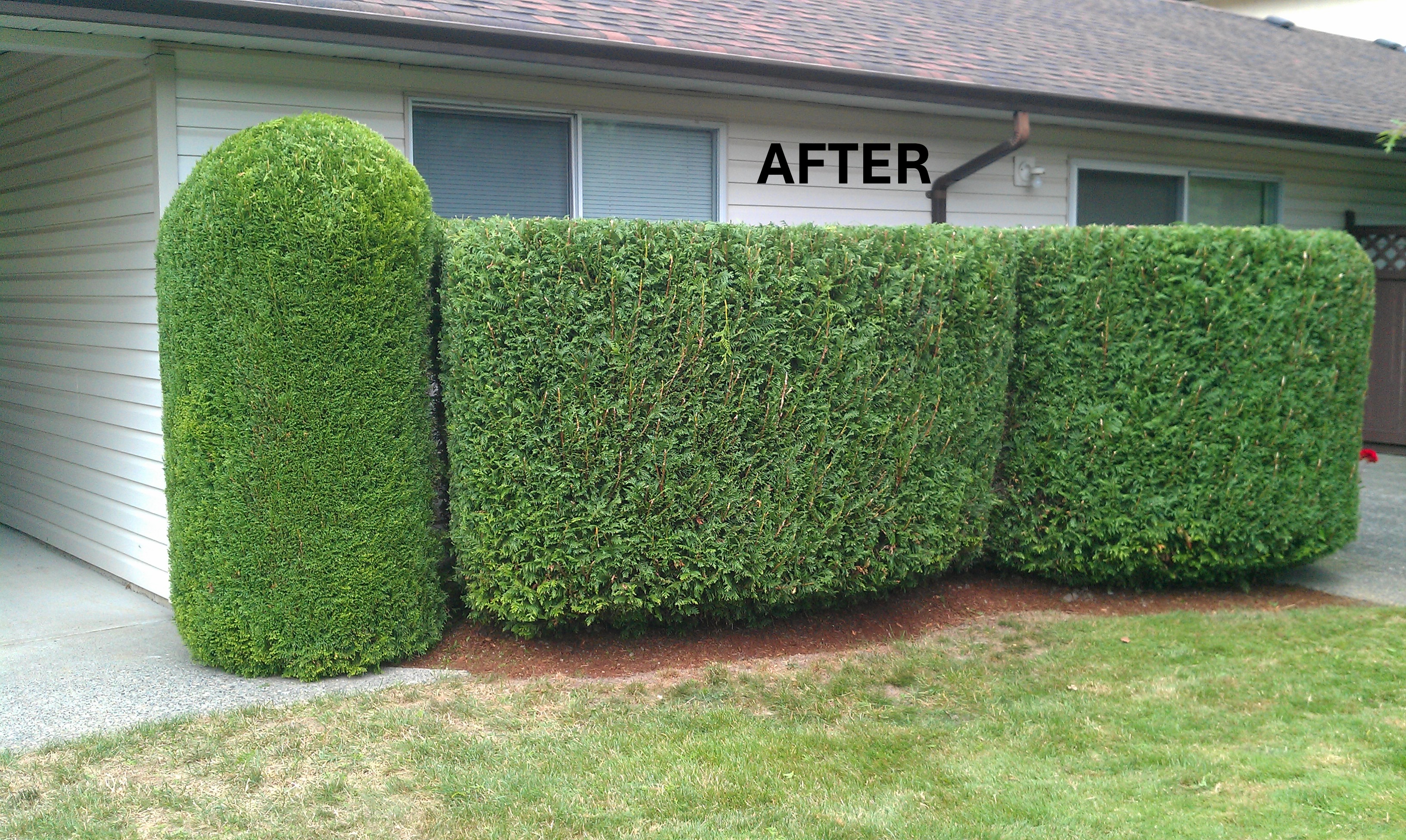 Hedge after trimming