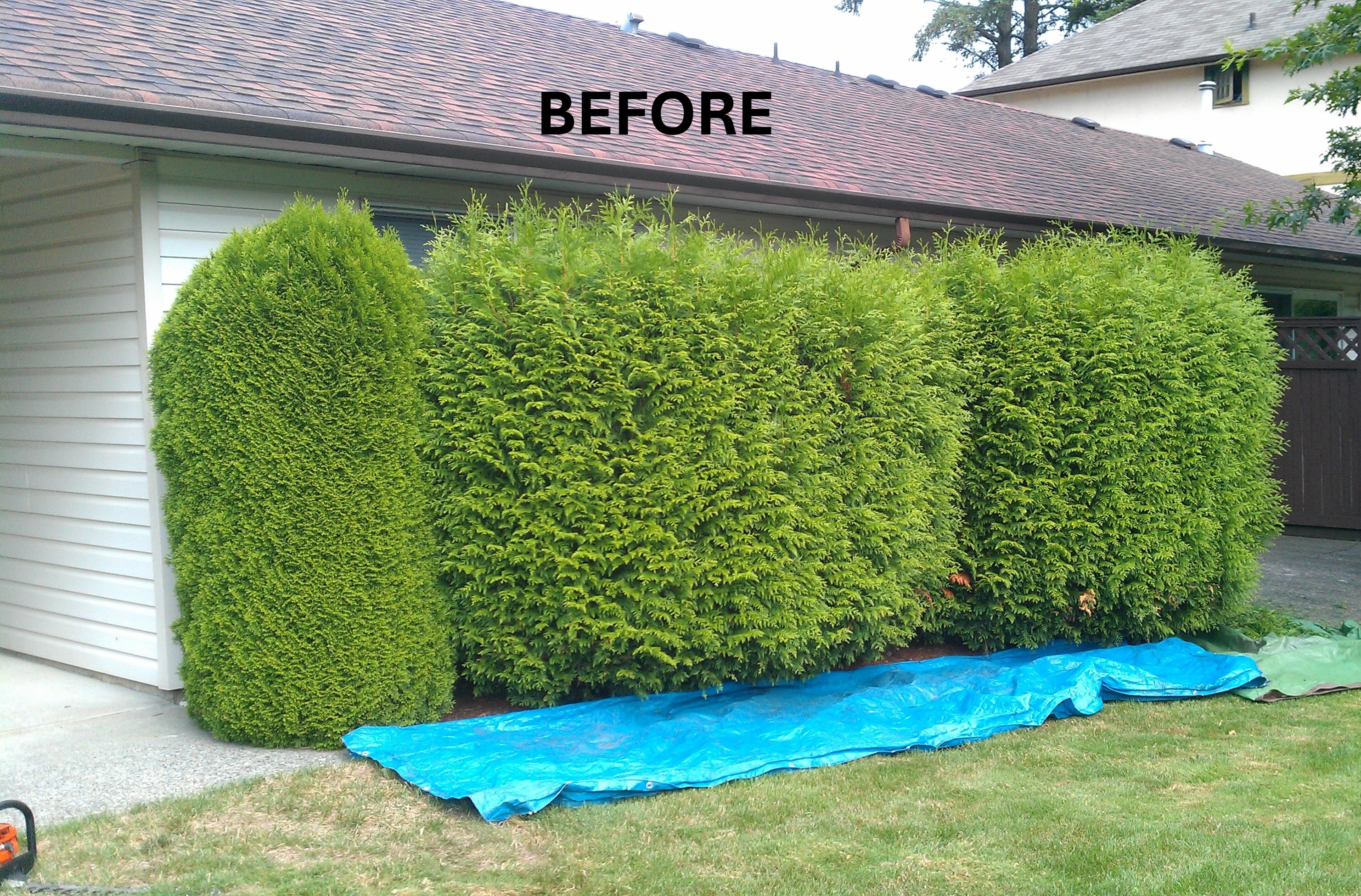 Hedge before trimming