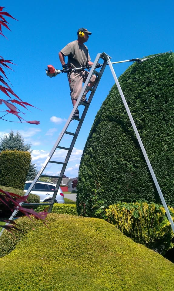 Hedge trimming in progress, Chilliwack