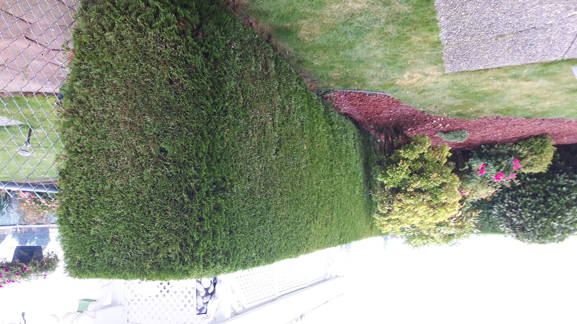 Trimmed hedge with garden beds, Chilliwack
