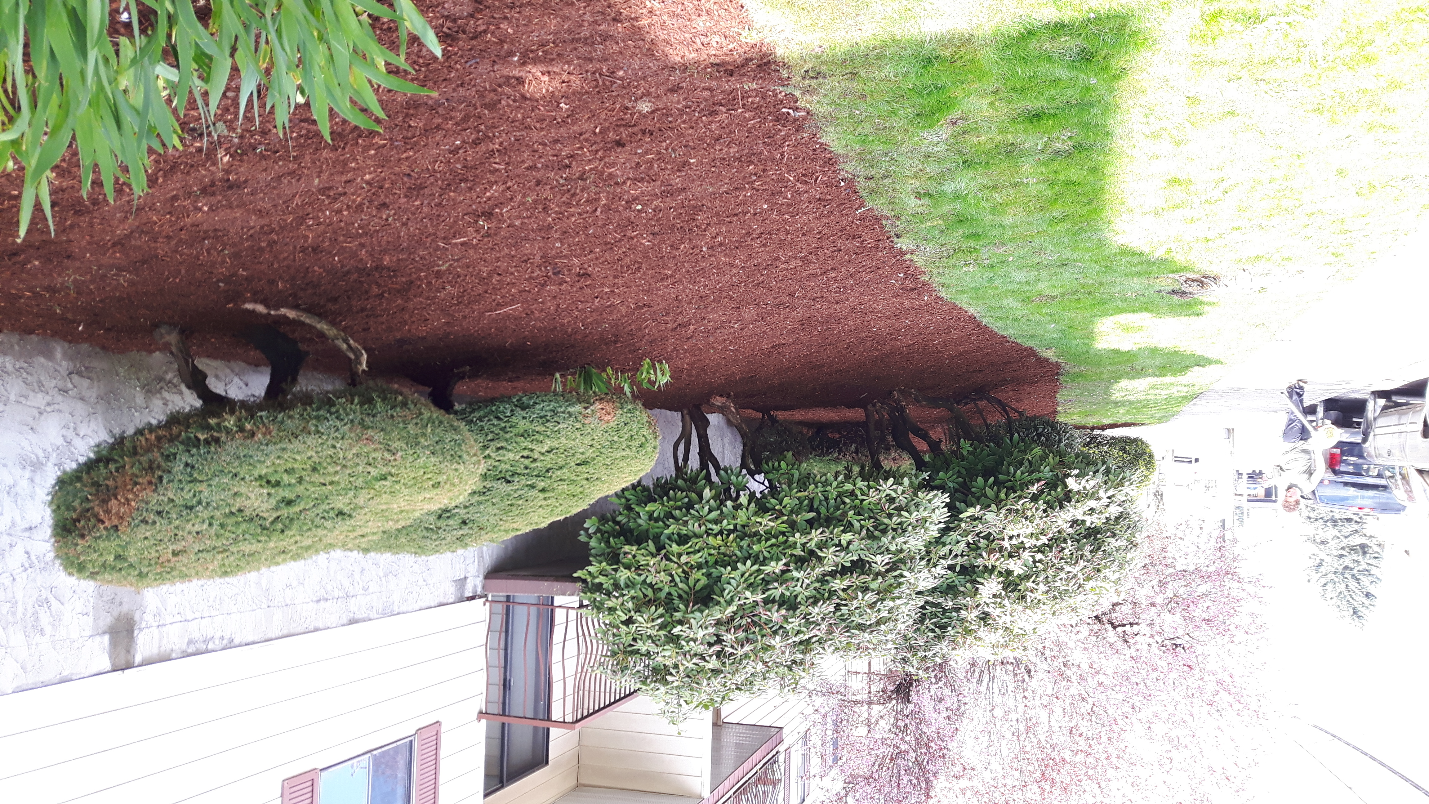 Fresh mulch install at strata property, Chilliwack
