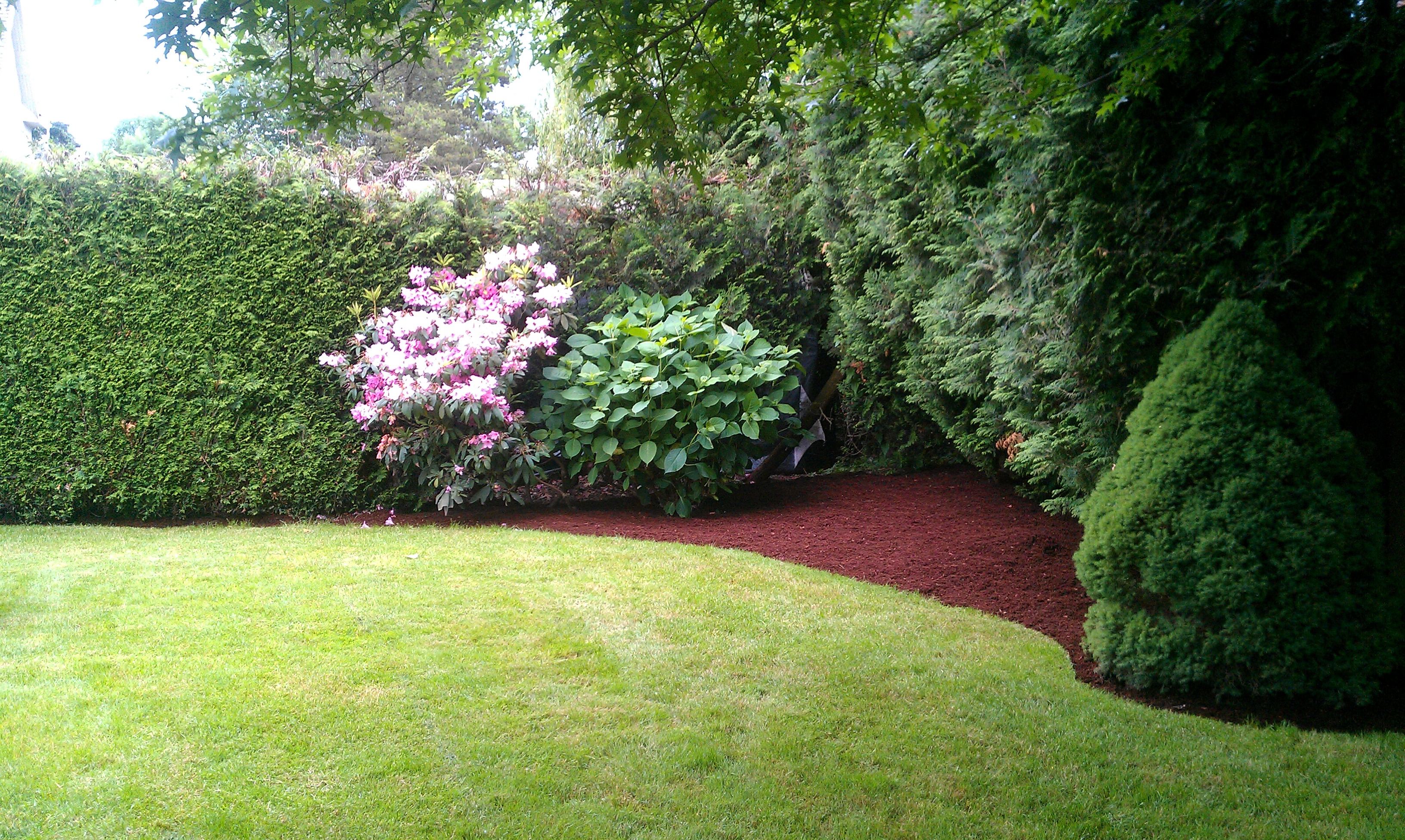 Lush garden with mulch beds and rhododendrons